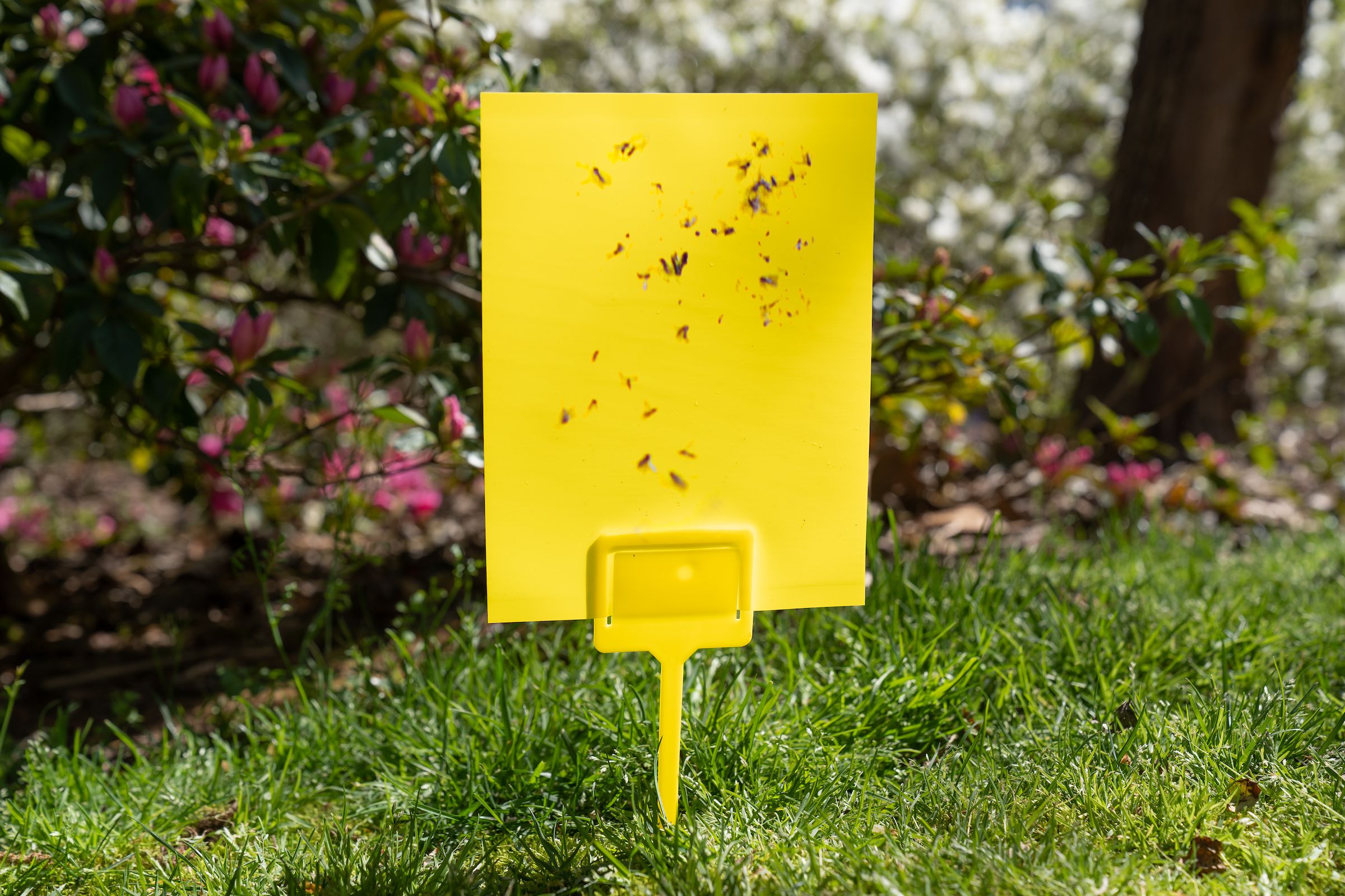 Best fly traps guide