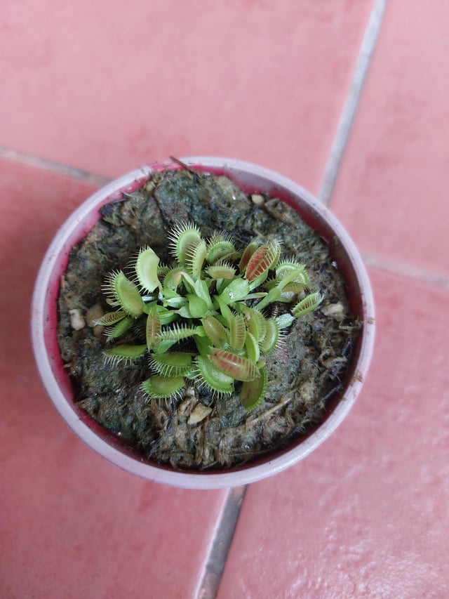 Recieved my order as a first timer how to take care venus fly trap what are the dos and donts rvenusflytraps