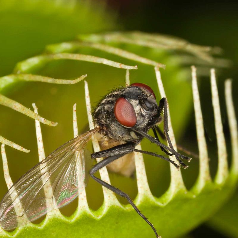 How carnivorous plants evolved science smithsonian magazine