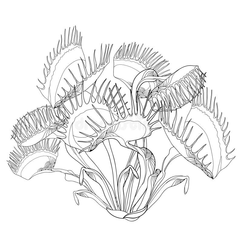 Venus flytrap stock illustrations â venus flytrap stock illustrations vectors clipart
