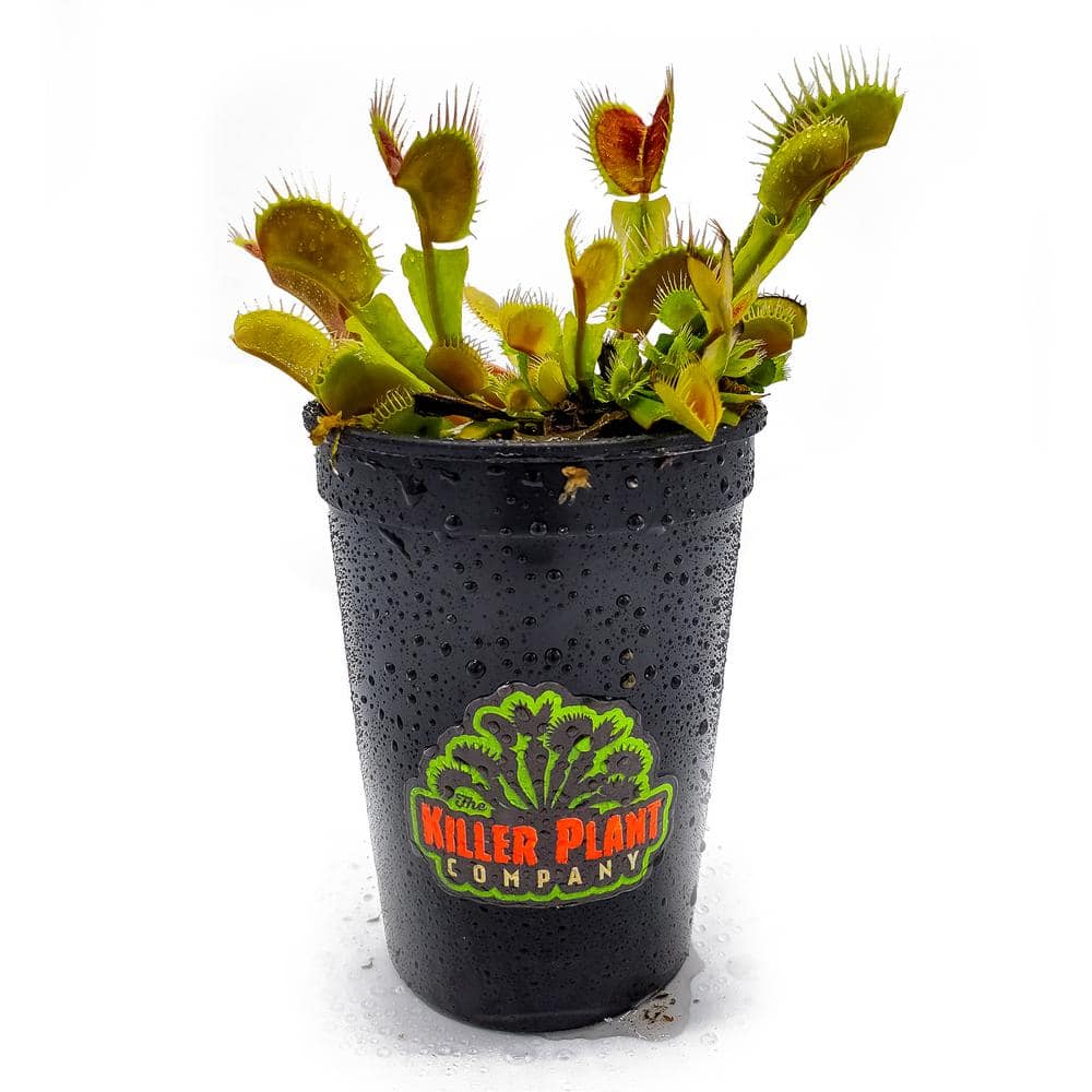 Killer plant pany live venus flytrap dionaea muscipula carnivorous plant