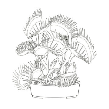 Venus fly trap illustration images â browse photos vectors and video