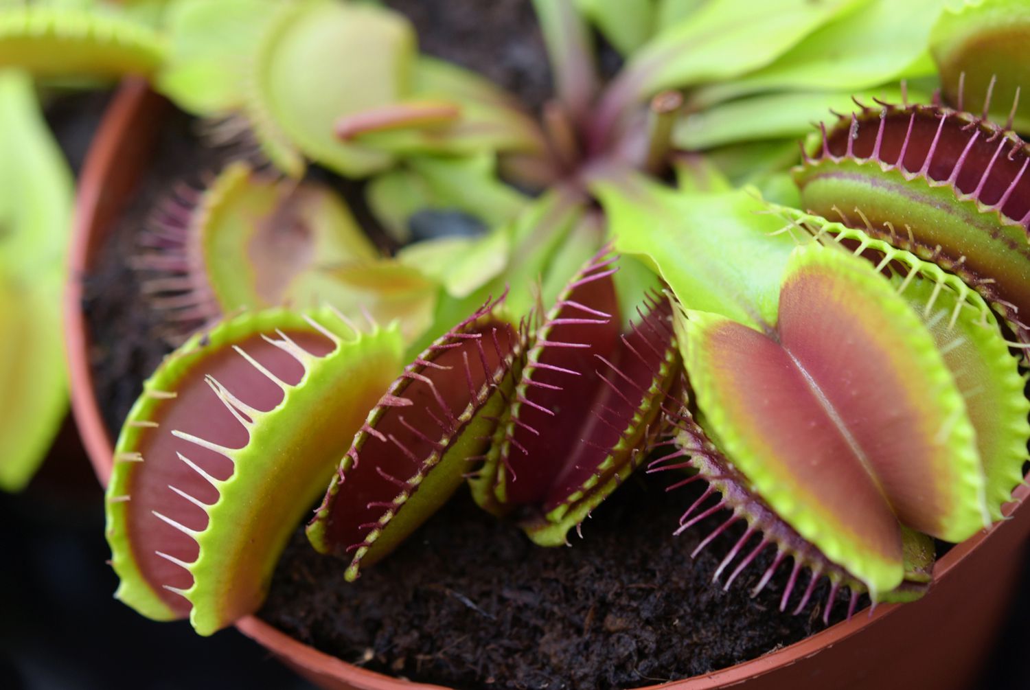 How to grow and care for a venus flytrap