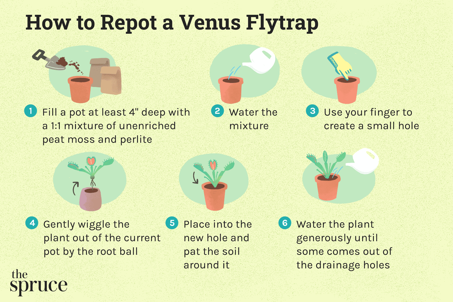 How to repot a venus flytrap