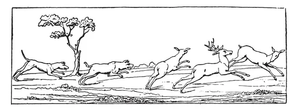 Fox hunting cartoon stock photos royalty free fox hunting cartoon images