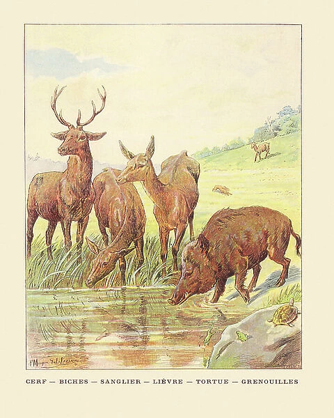 Color page with deer deer wild boar rabbit turtle frogs