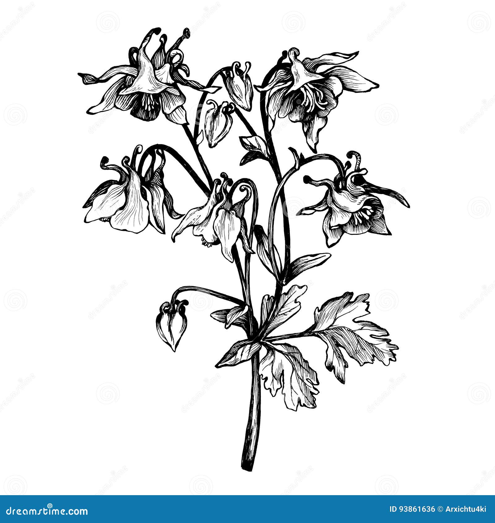 Graphic the branch flower iris coloring book page doodle for adult and children black and white outline illustration stock illustration