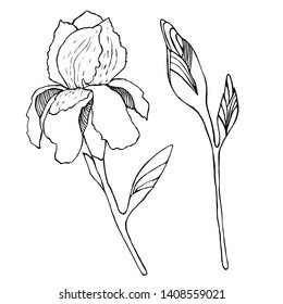 Isolated color set iris hand draws stock vector royalty free