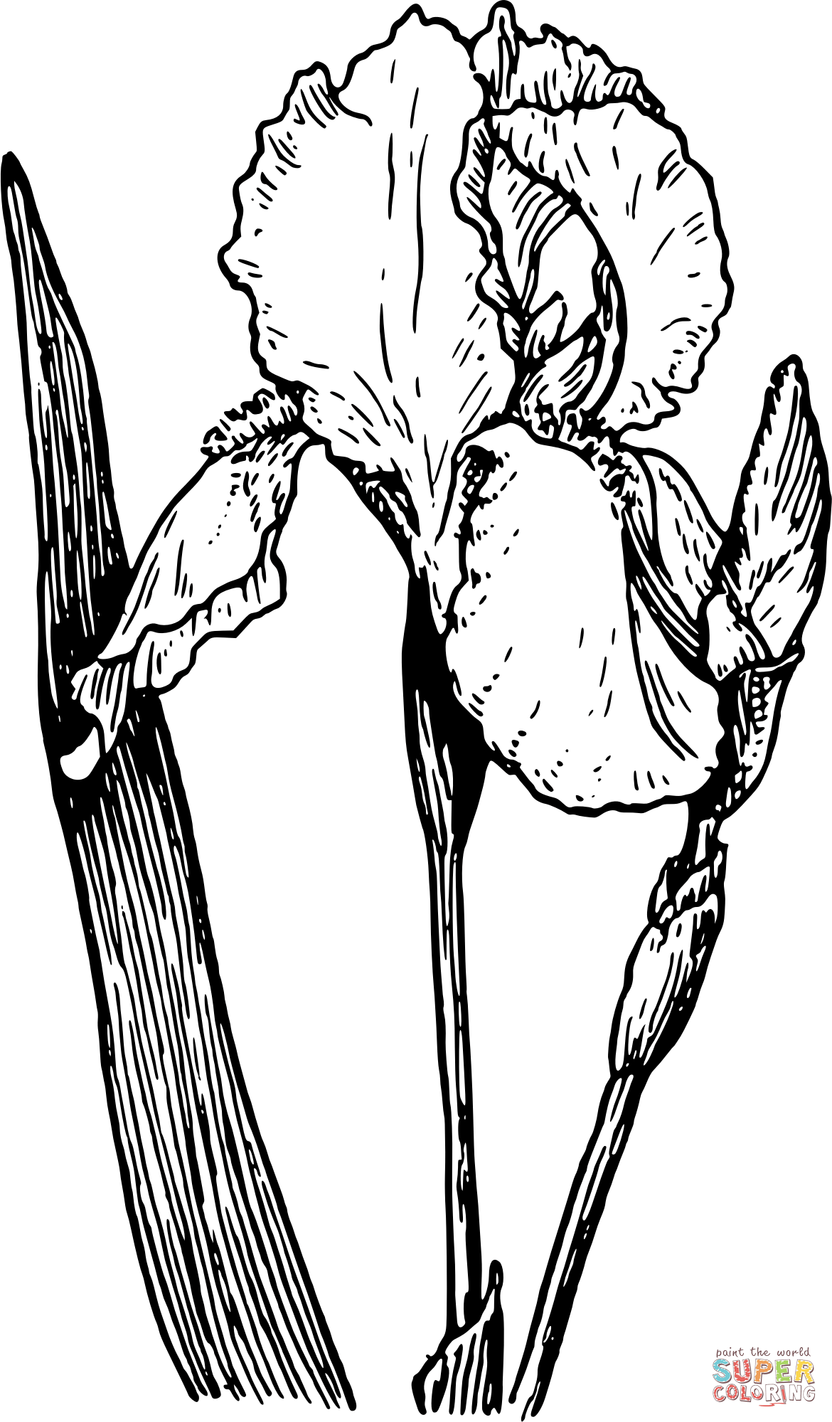 Vintage iris coloring page free printable coloring pages