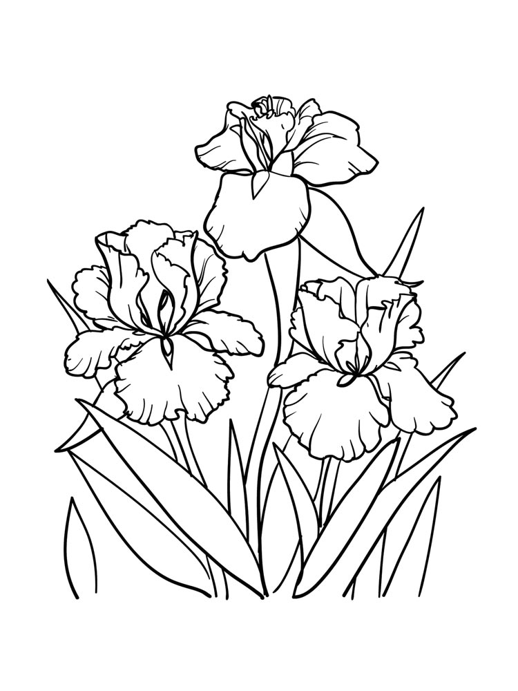 Iris coloring pages
