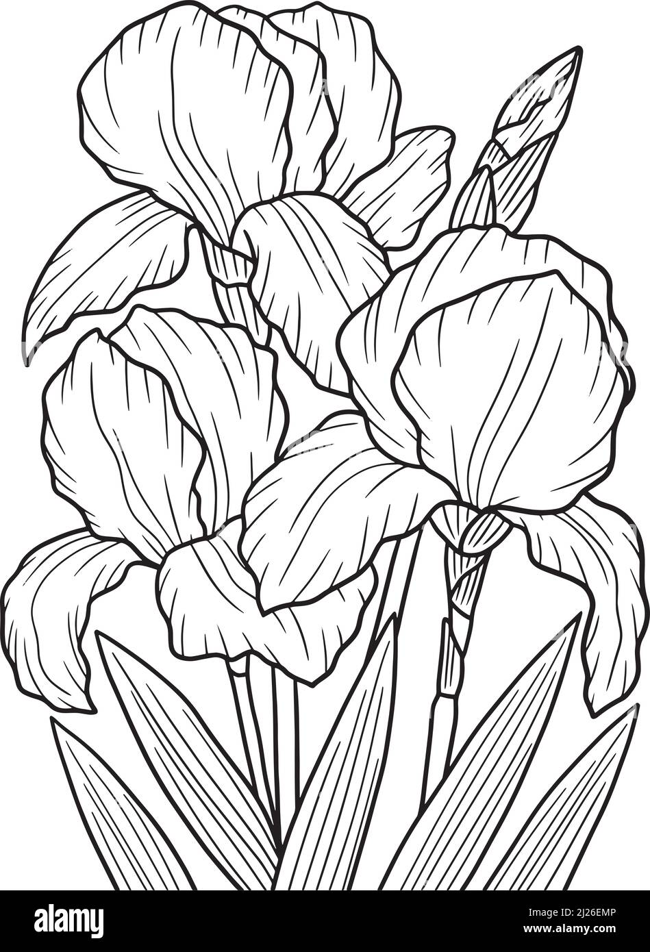 Iris flower drawing black and white stock photos images