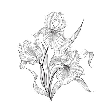 Iris flower drawing images â browse photos vectors and video