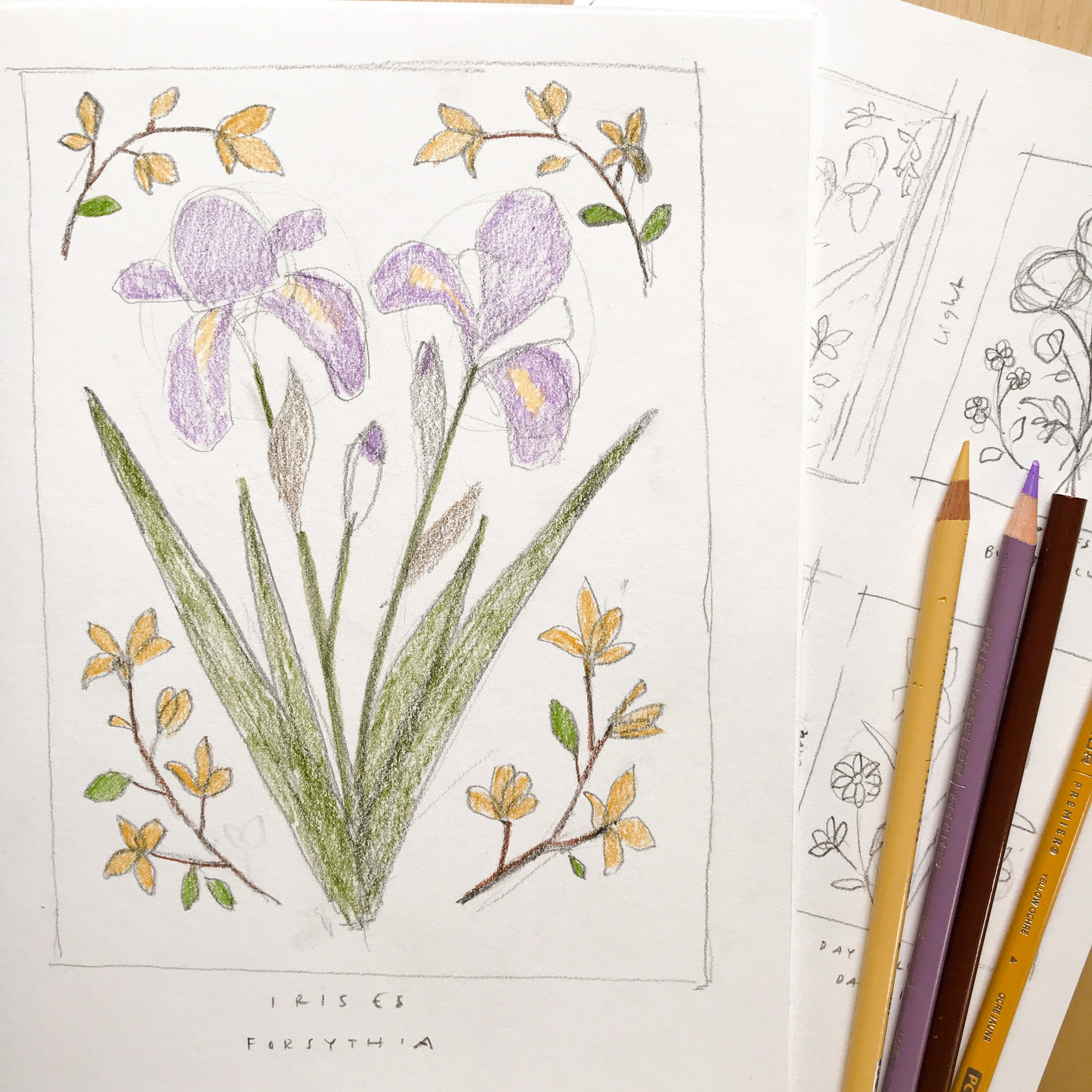 May we fly â watercolor iris and forsythia art print