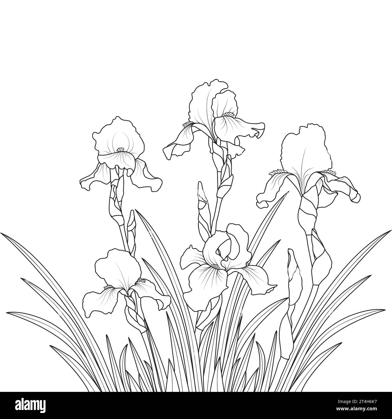 Botanical illustration vintage iris stock vector images