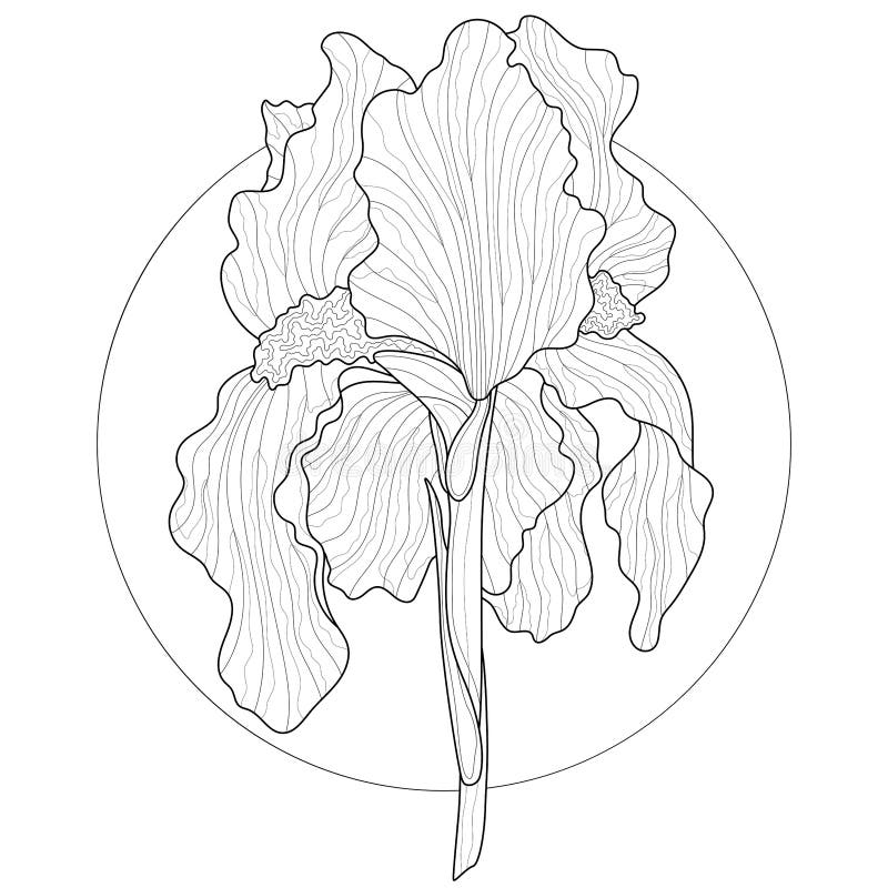 Iris flower line drawing background stock illustrations â iris flower line drawing background stock illustrations vectors clipart
