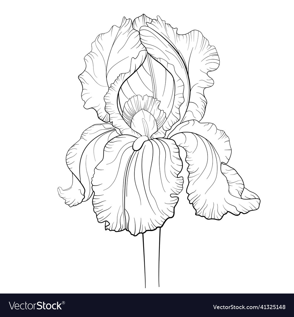 Iris flower outline royalty free vector image