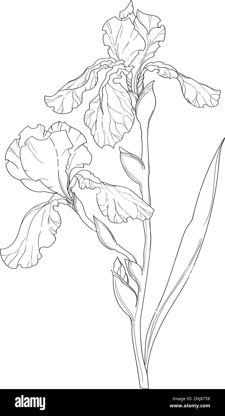 Iris flower drawing black and white stock photos images