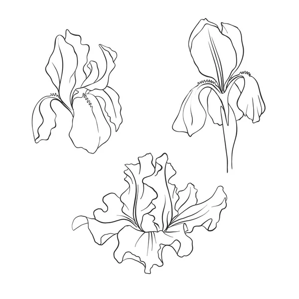 Iris botanical sketch stock photos royalty free iris botanical sketch images