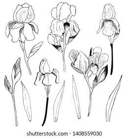 Isolated color set iris hand draws stock vector royalty free