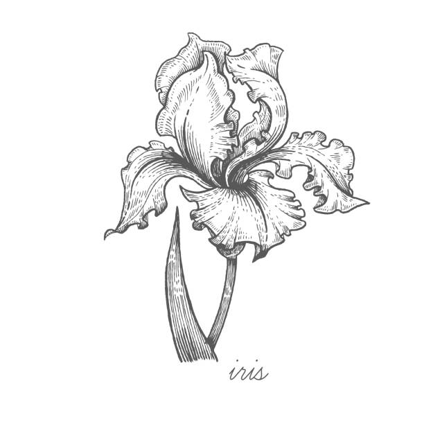 Vector image of medical plants stock illustration