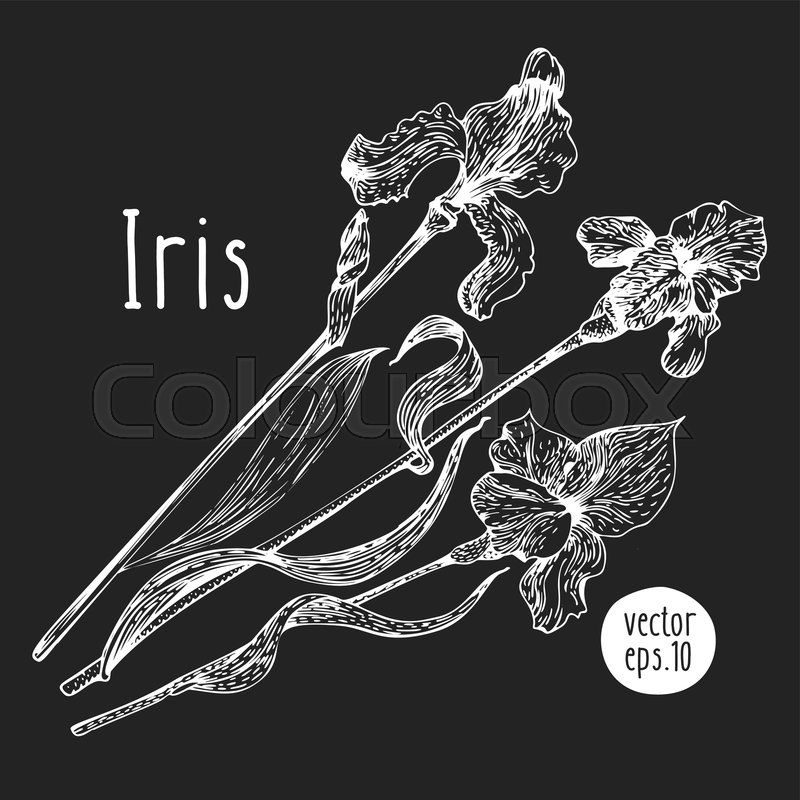 Hand drawn flower illustration vector iris sketch on chalk board vintage botanical illustration stock vector