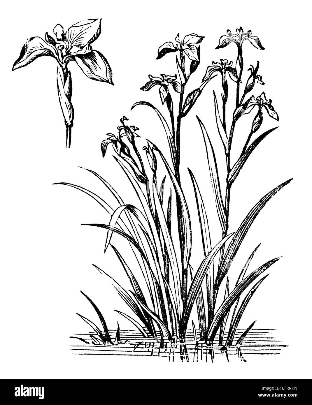 Iris flower drawing hi