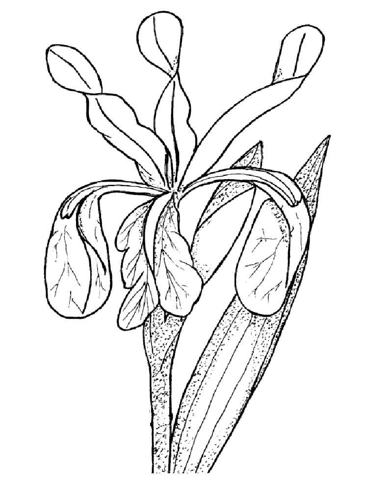 Iris coloring pages