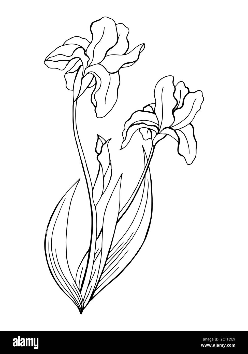 Black iris flower cut out stock images pictures