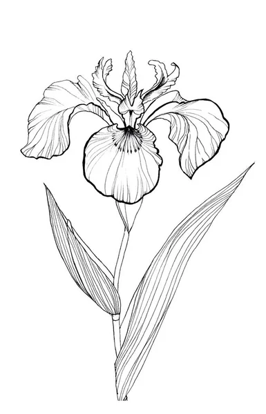 Iris flower hand