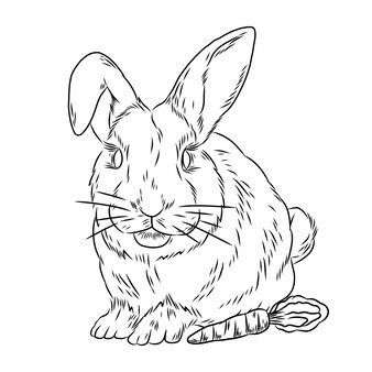 Page vintage rabbit images