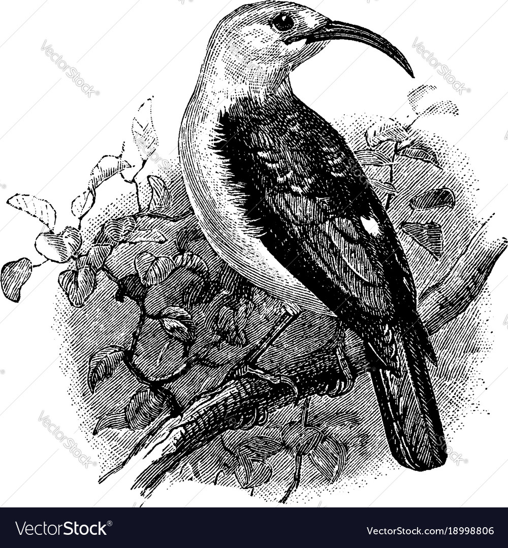 Sickle billed vanga vintage royalty free vector image