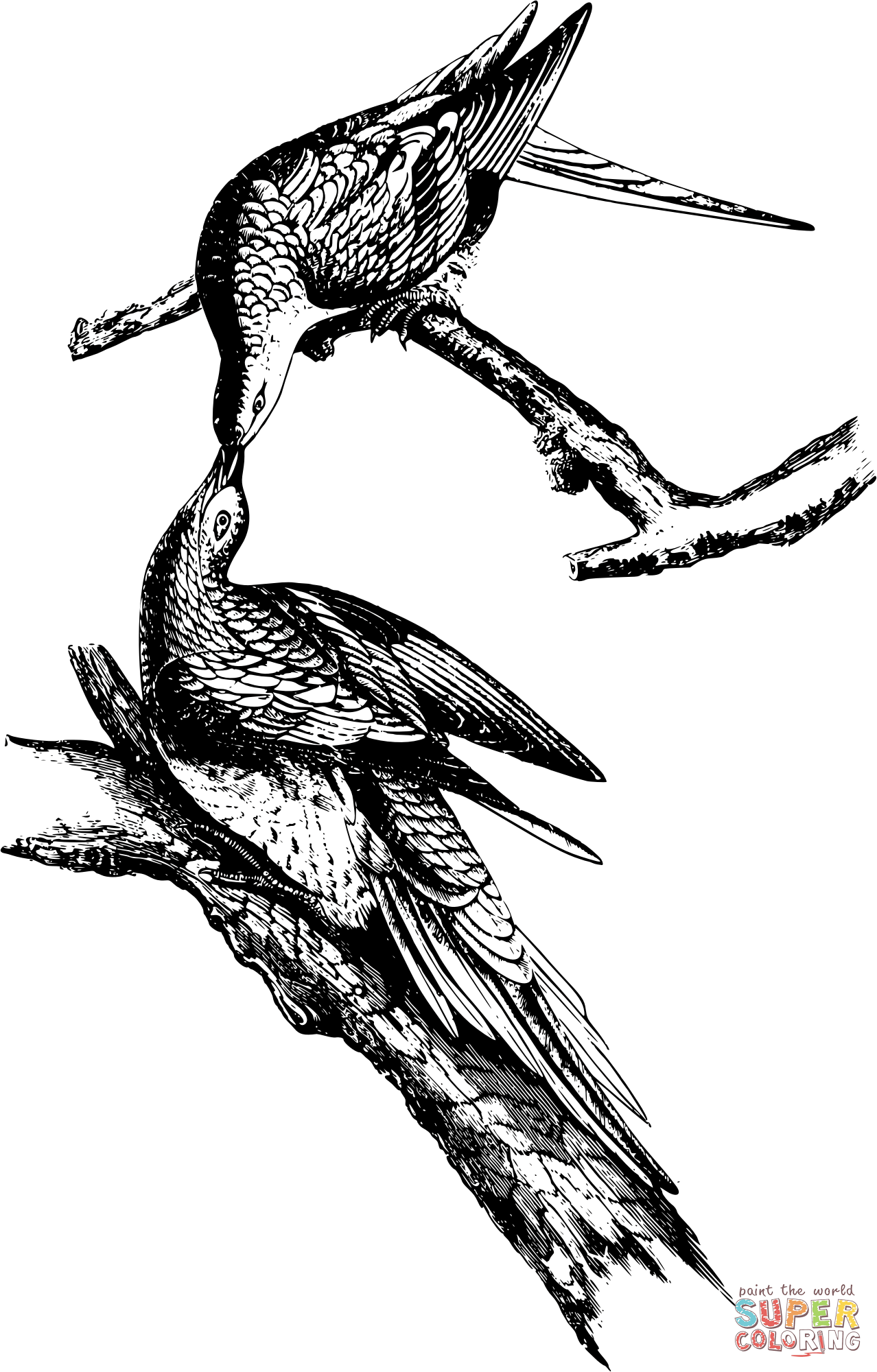 Vintage wild pigeon coloring page free printable coloring pages