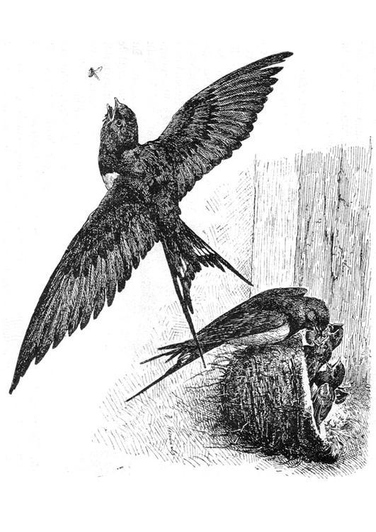 Coloring page swallow