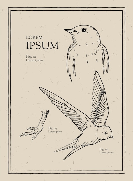 Page bird coloring page easy images
