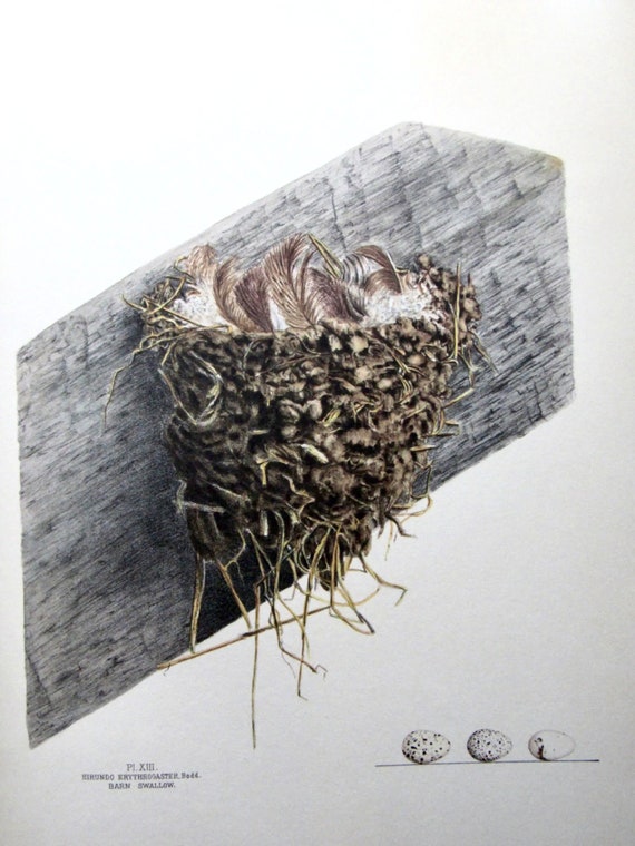 Barn swallow nest and eggs color plate vintage book page print unframed print x in nature print ornithology print