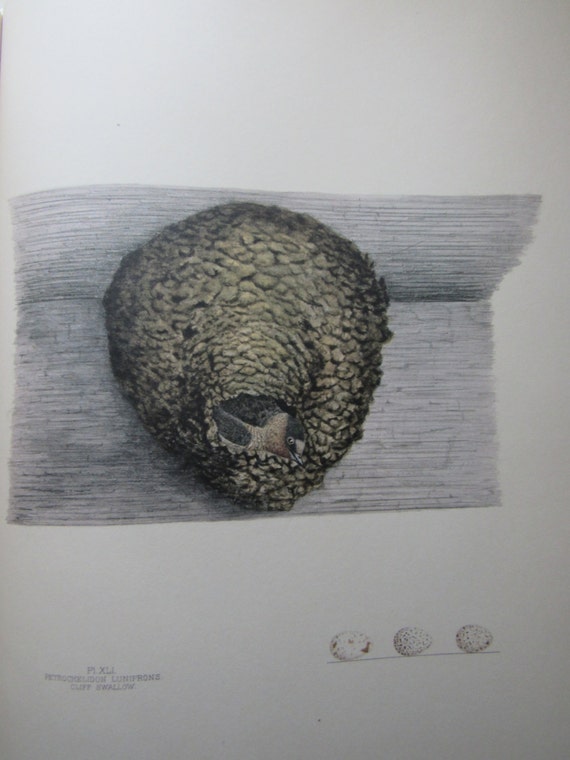 Cliff swallow nest and eggs color plate vintage book page