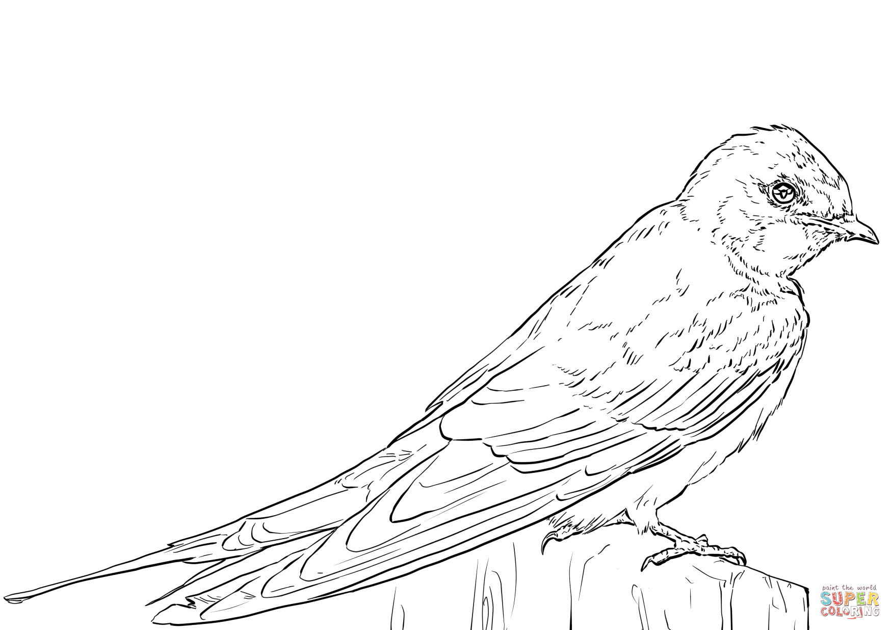 Barn swallow coloring page free printable coloring pages
