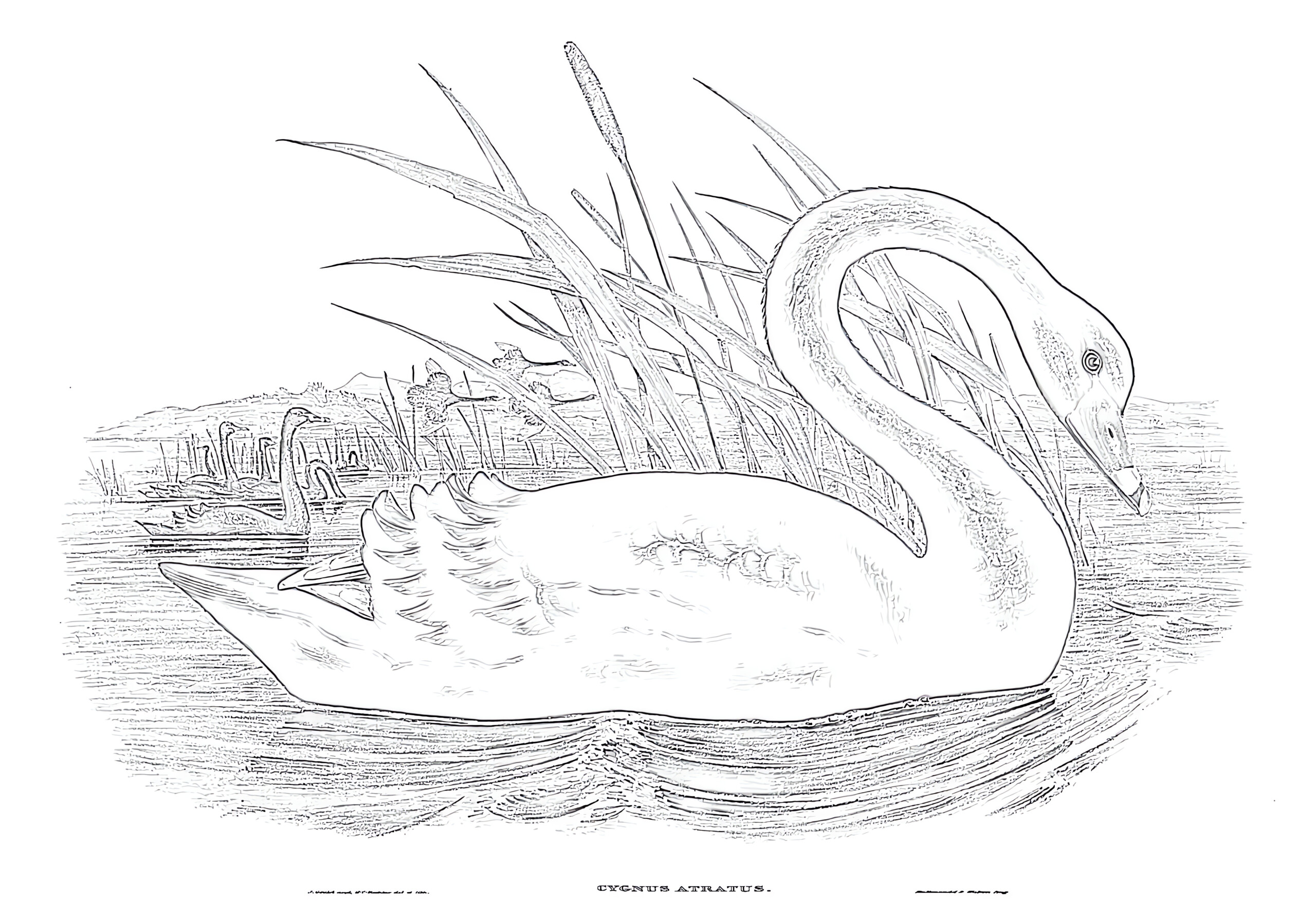 Vintage black swan coloring page