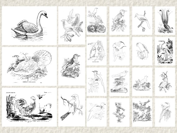Vintage bird coloring pages printable illustrations birds wall art color book peacock swan pelican hummingbird print a pdf svg vector jpg