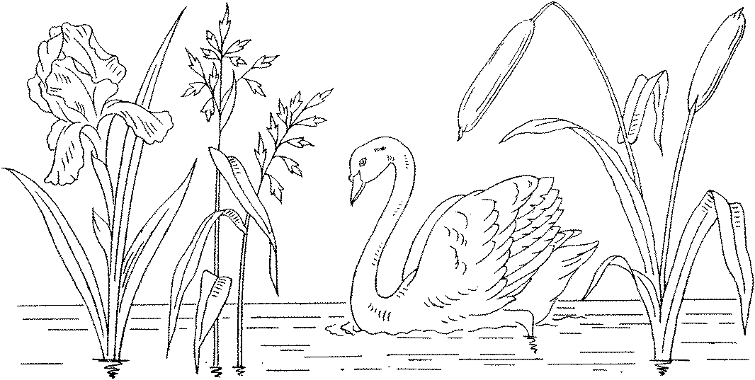 Swan coloring pages