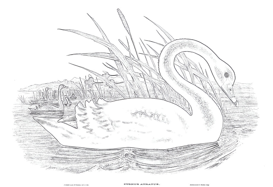 Vintage black swan coloring page