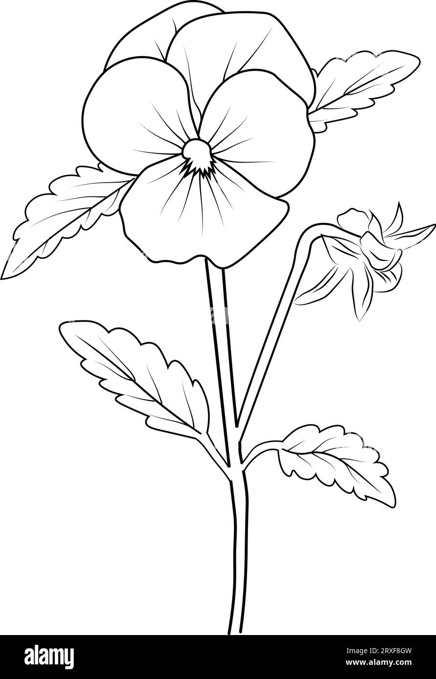 Purple pansies hand cut out stock images pictures