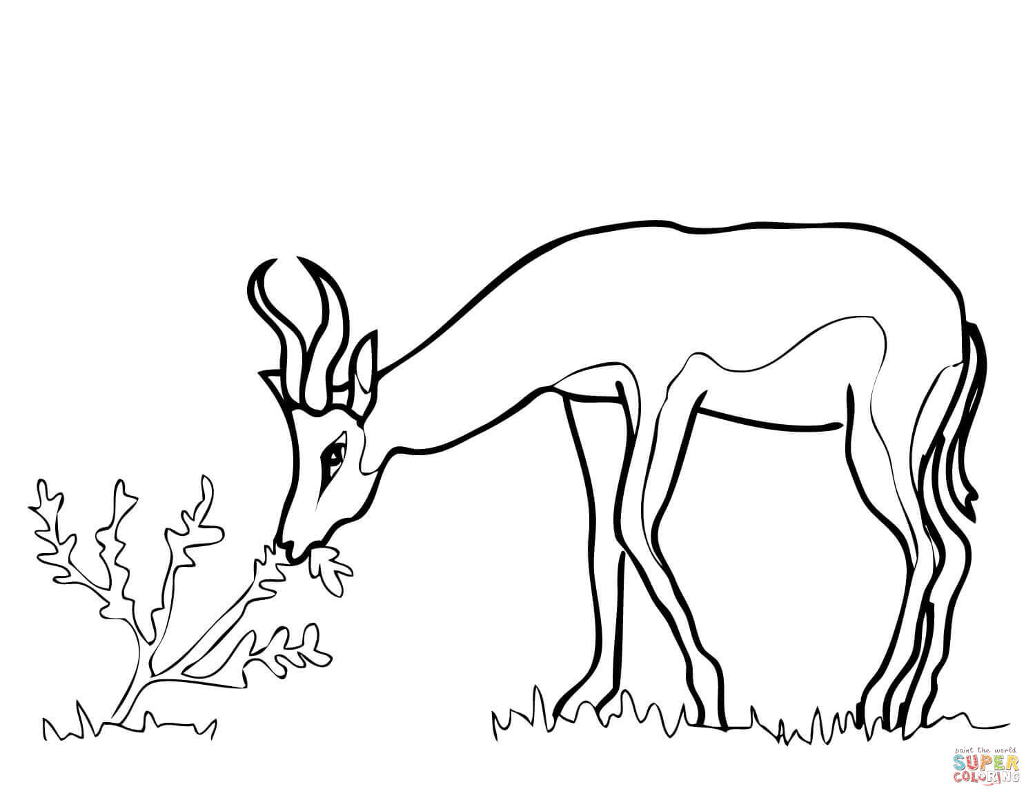 Ausmalbild sãdafrikanischer springbock ausmalbilder kostenlos zum ausdrucken