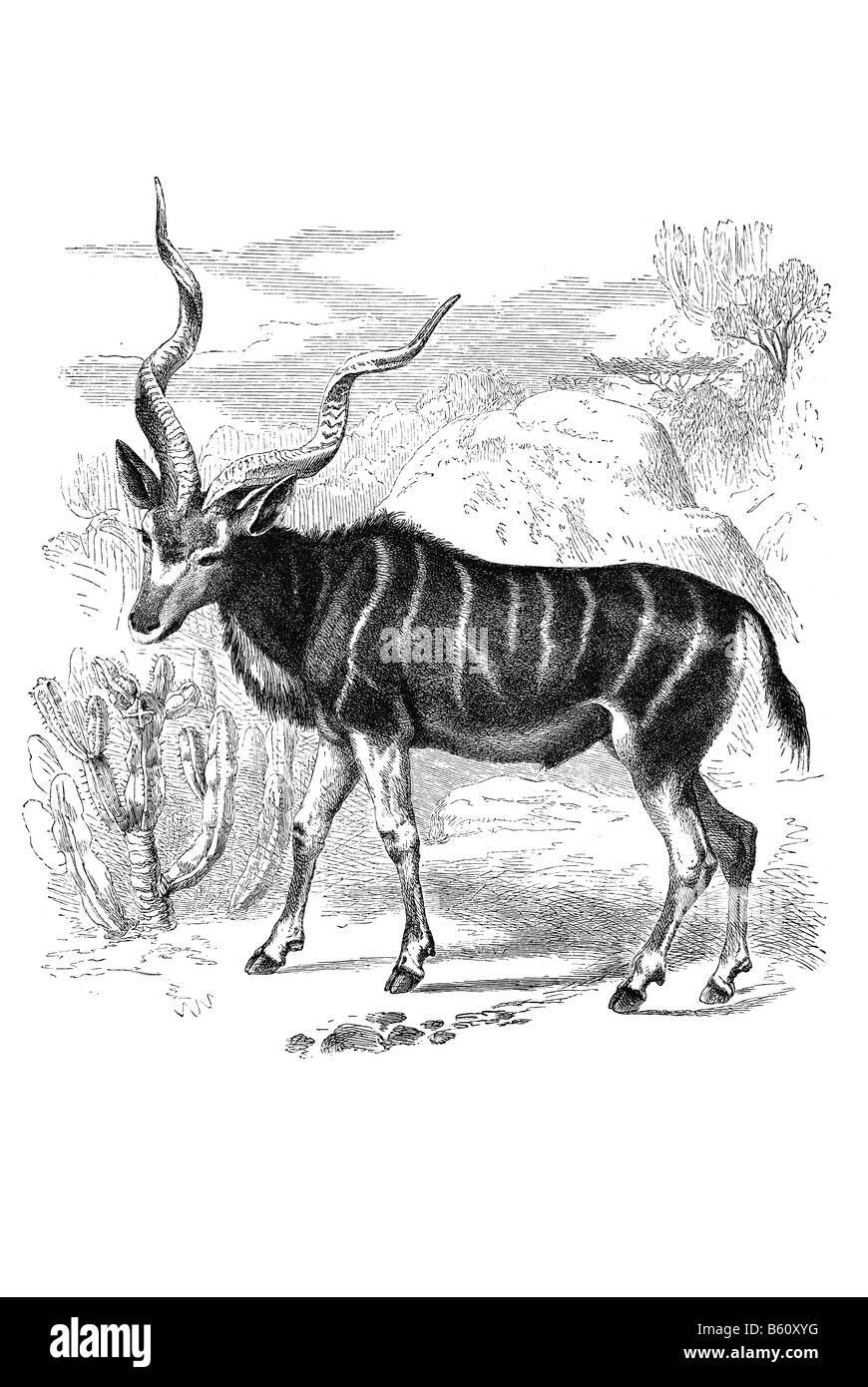 Antilope zeichnung schwarzweiã