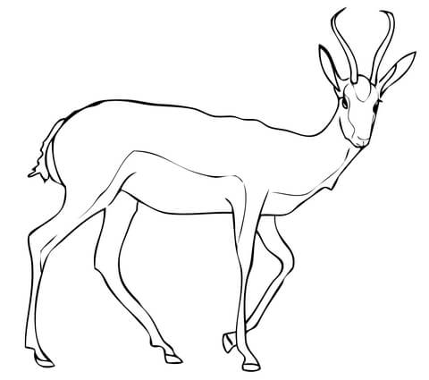 Ausmalbild springbock ausmalbilder kostenlos zum ausdrucken