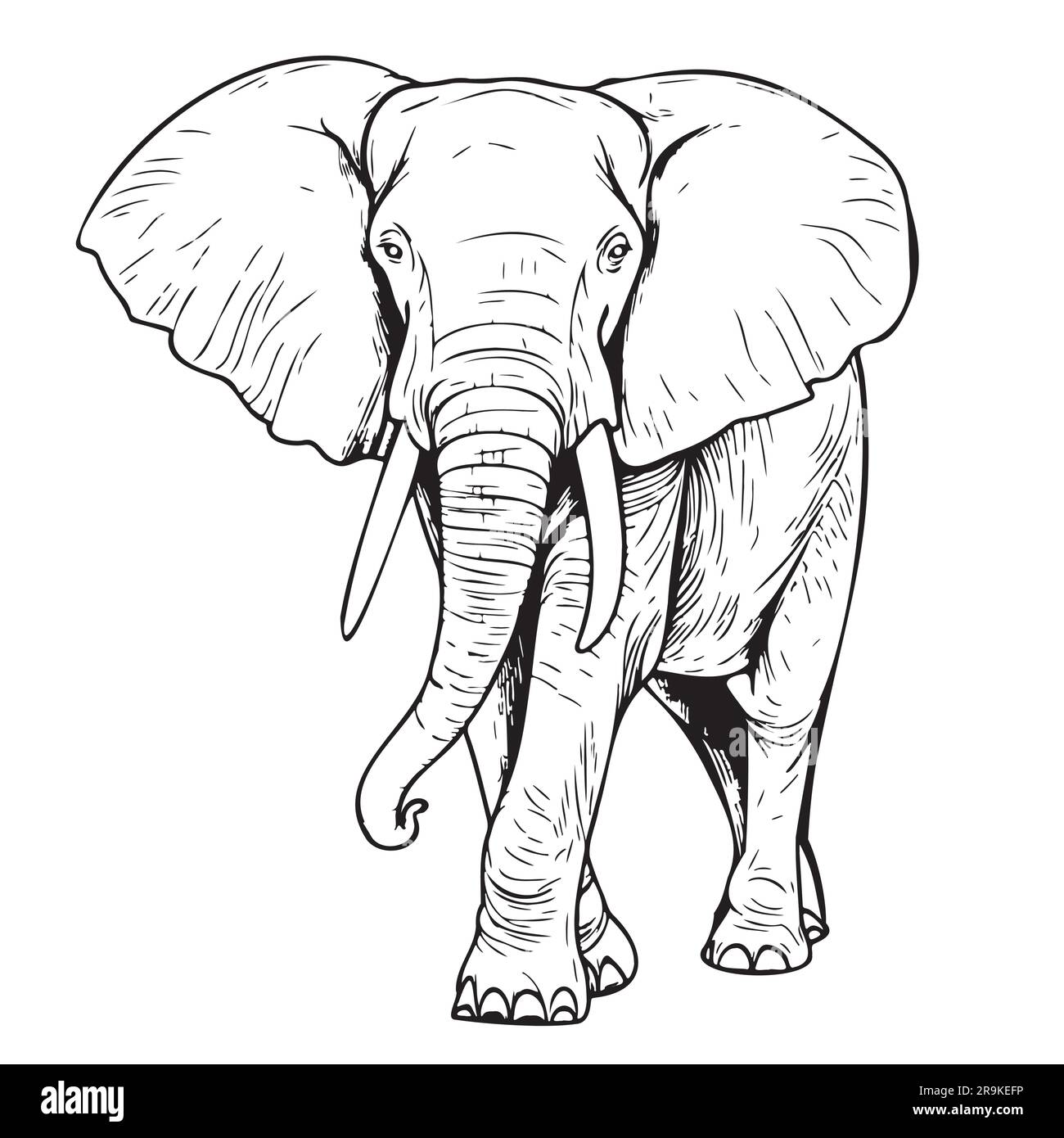 Zoologie afrika zeichnung schwarzweiã