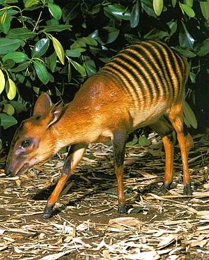 Zebraducker â biologie