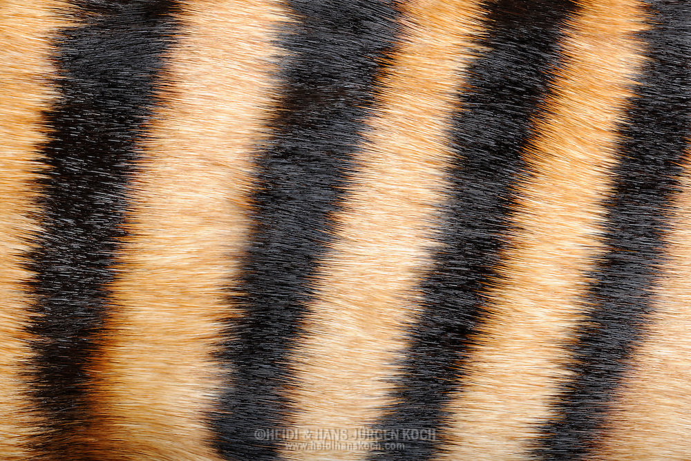 Zebra duiker heidi hans