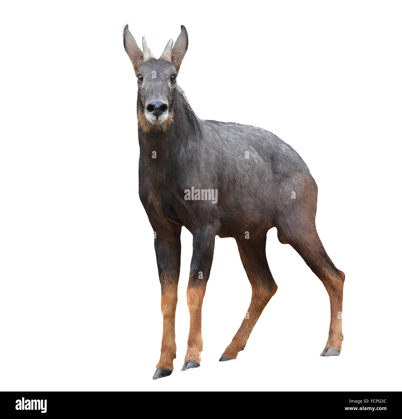 Waldantilope ausgeschnittene stockfotos und