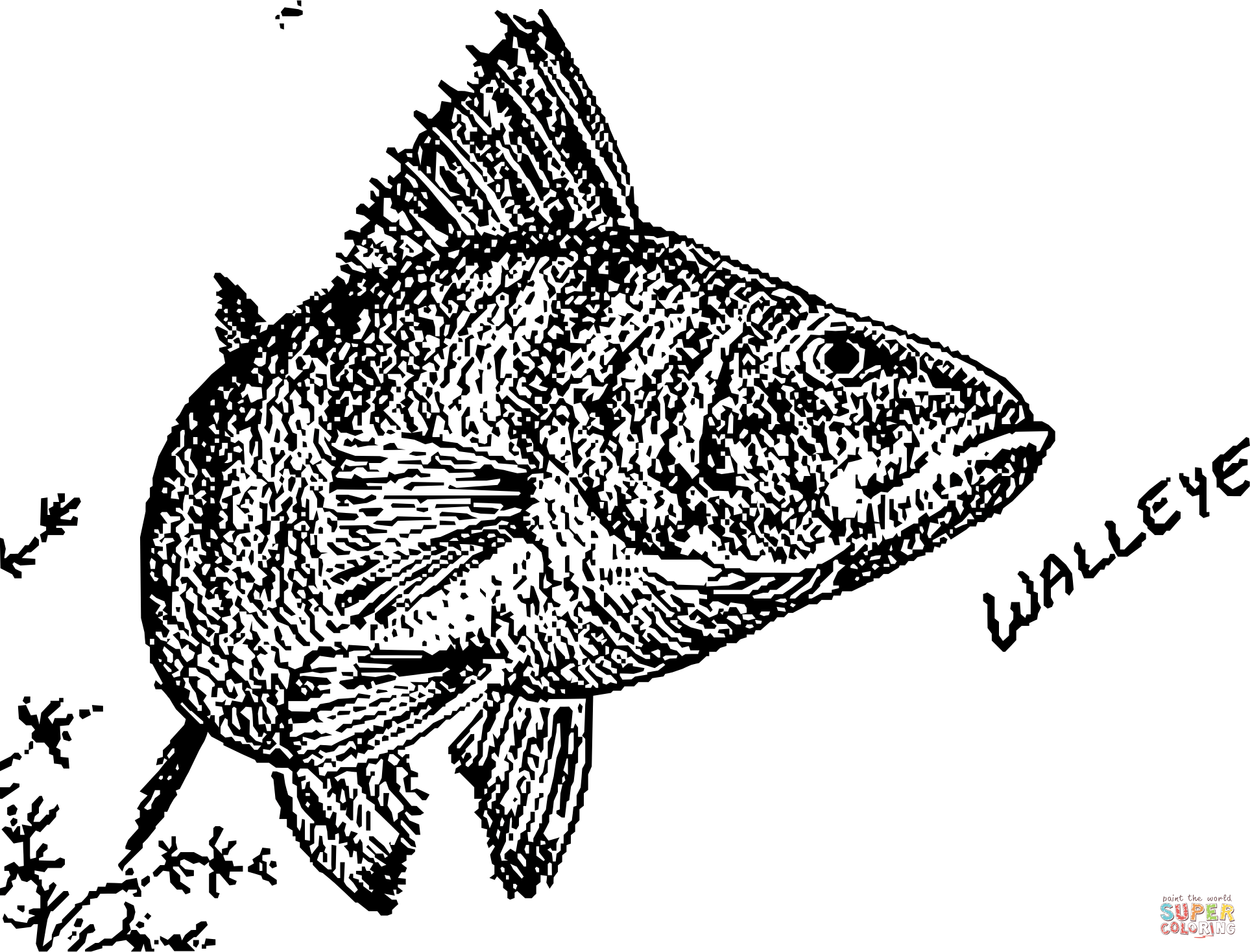 Vintage walleye coloring page free printable coloring pages